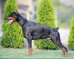 Doberman štenci